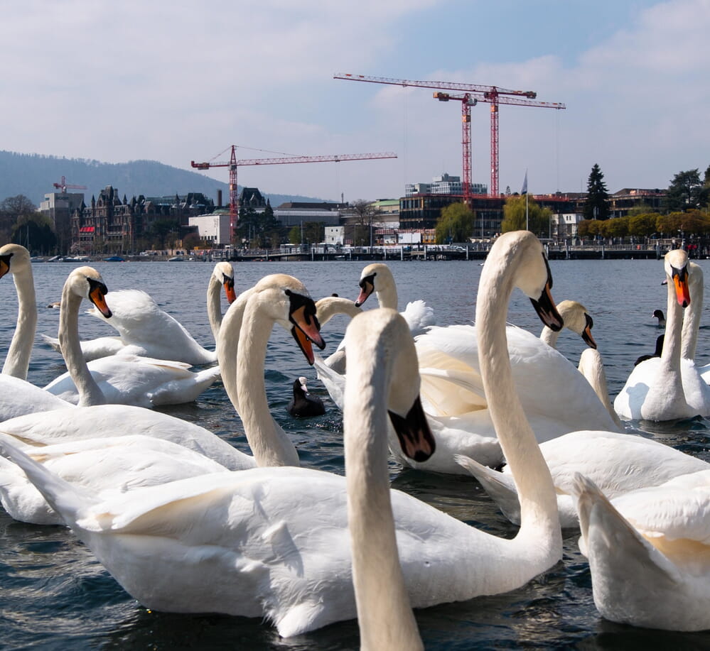 Swans